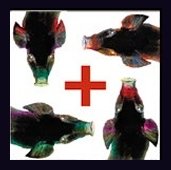 Copertina del Cd "Testa Plastica"